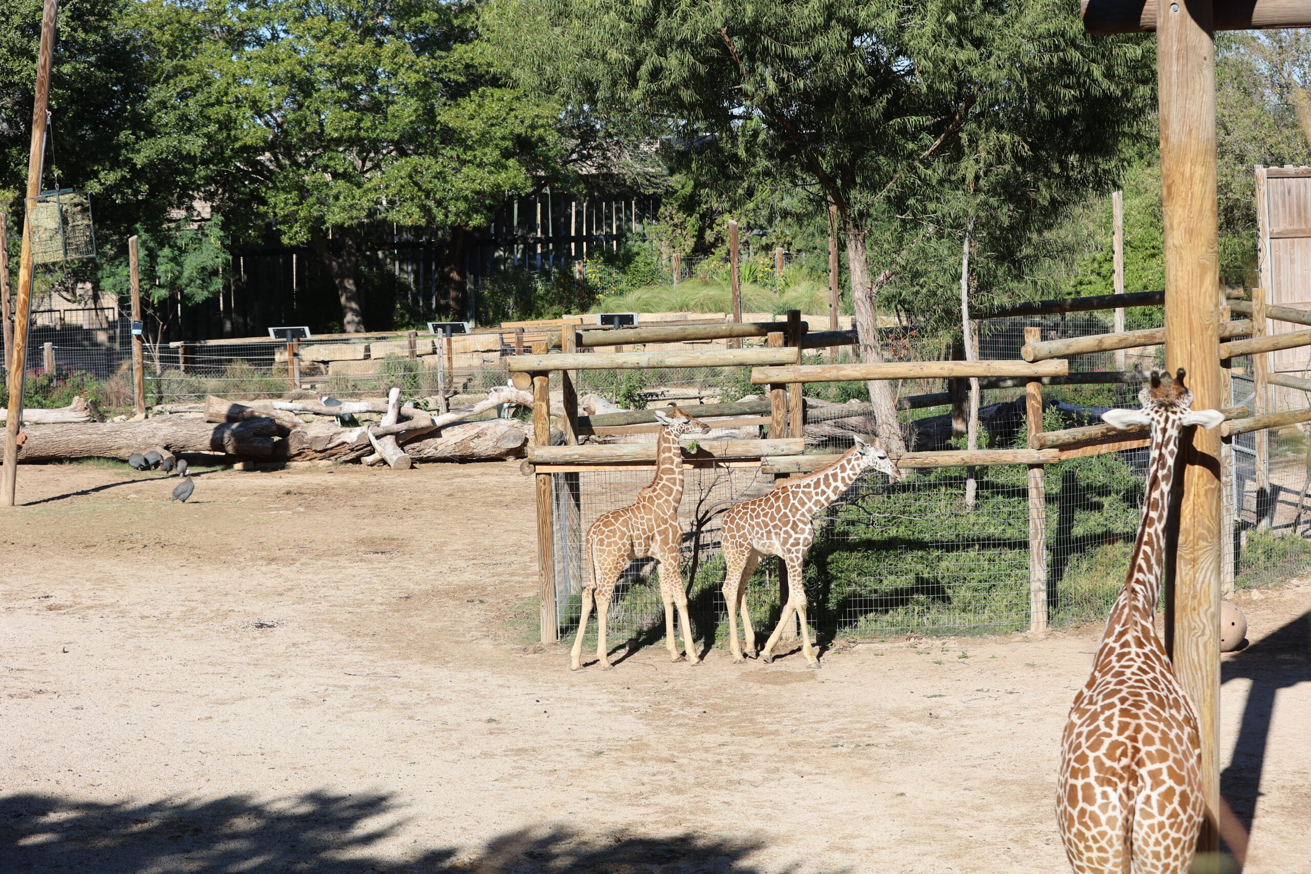 Abilene Zoo Parking